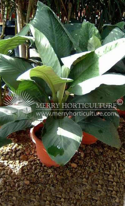 Spathiphyllum sensation 1